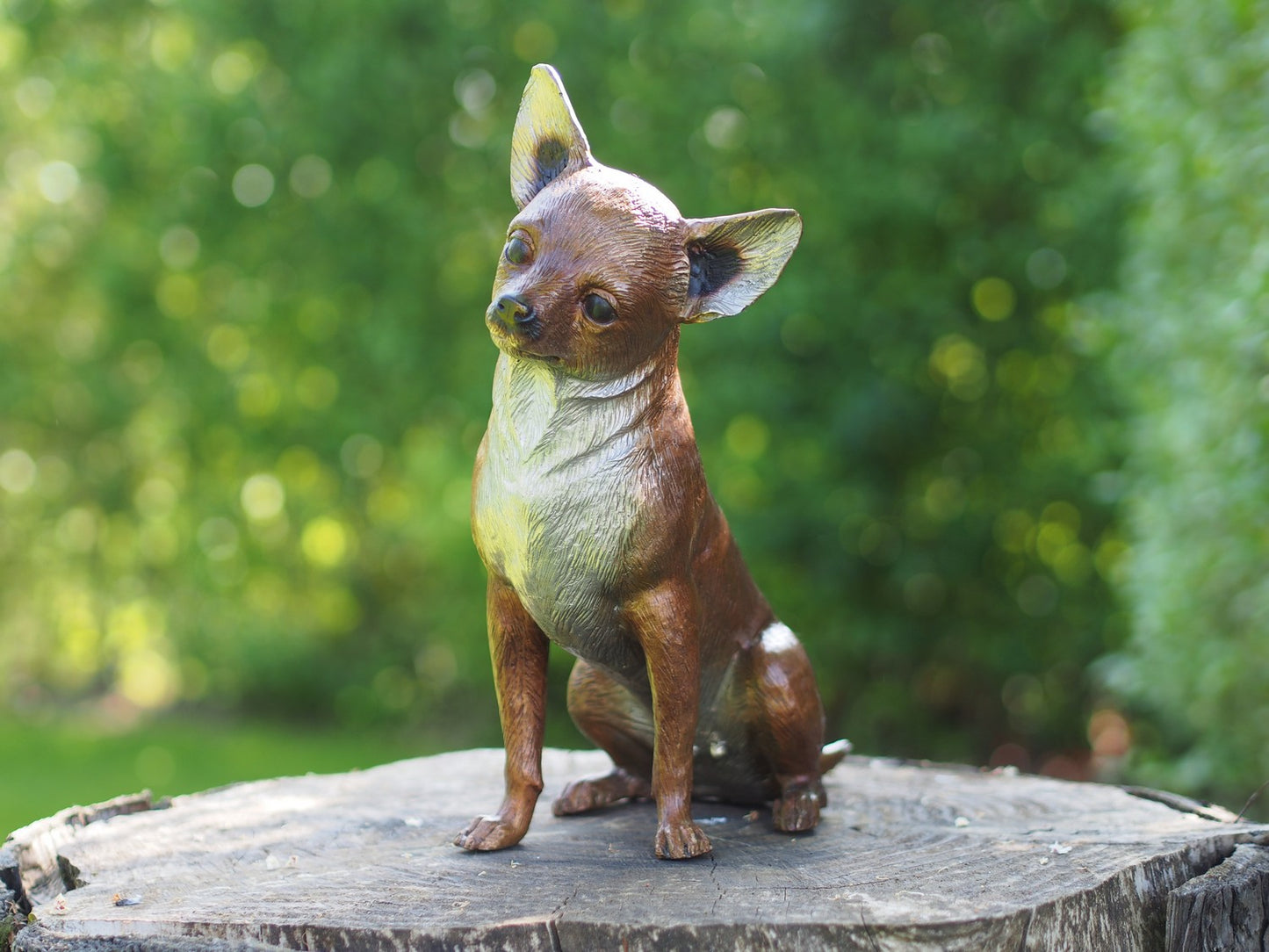 Chihuahua