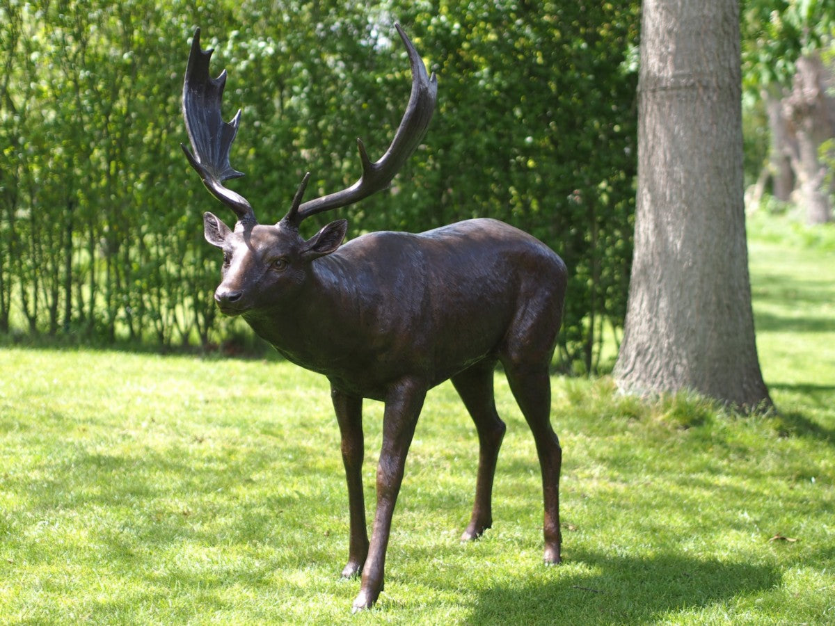 Fallow Deer