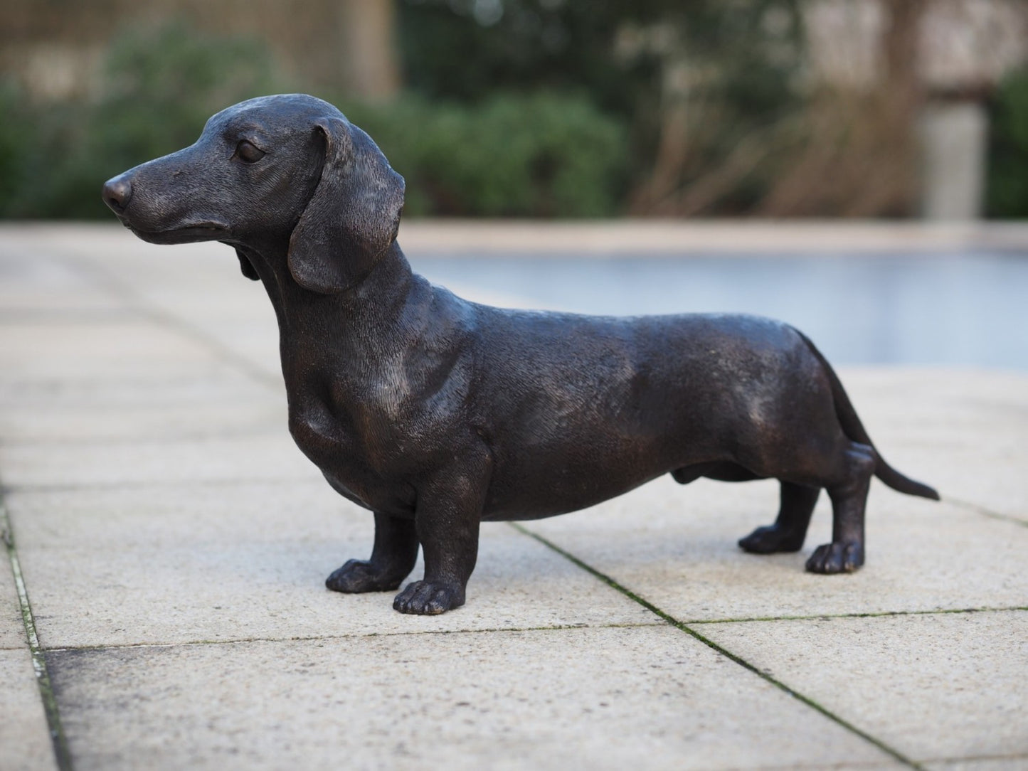 Dachshund