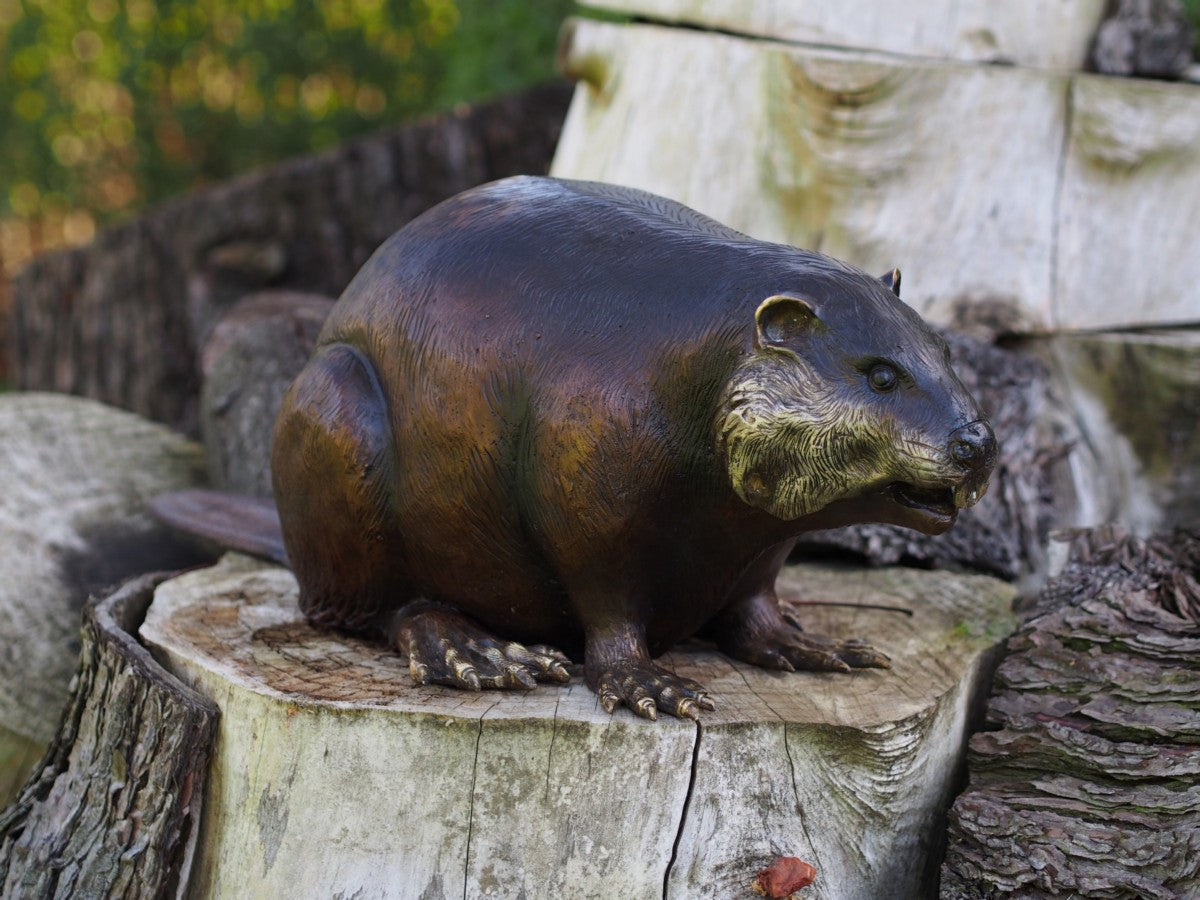 Beaver