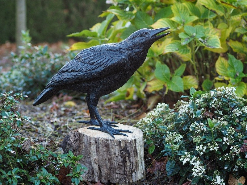 Raven Female