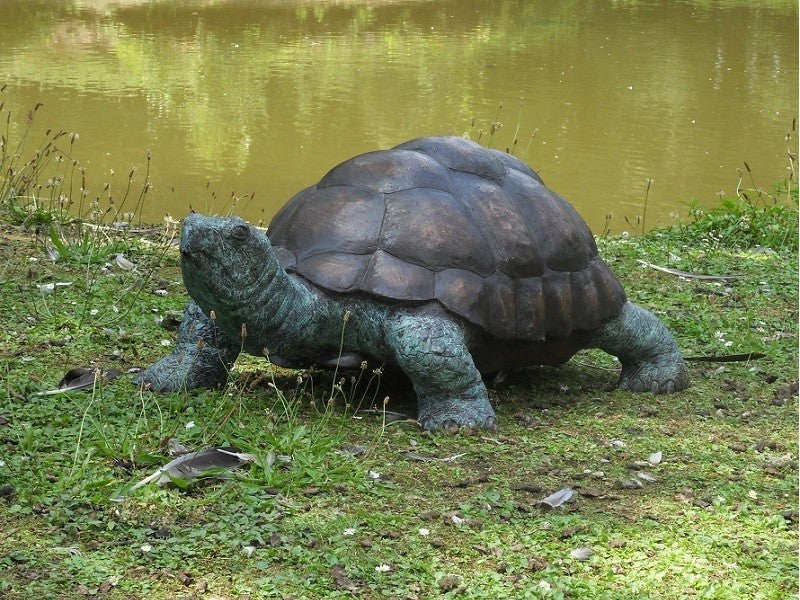 Galapagos Tortoise