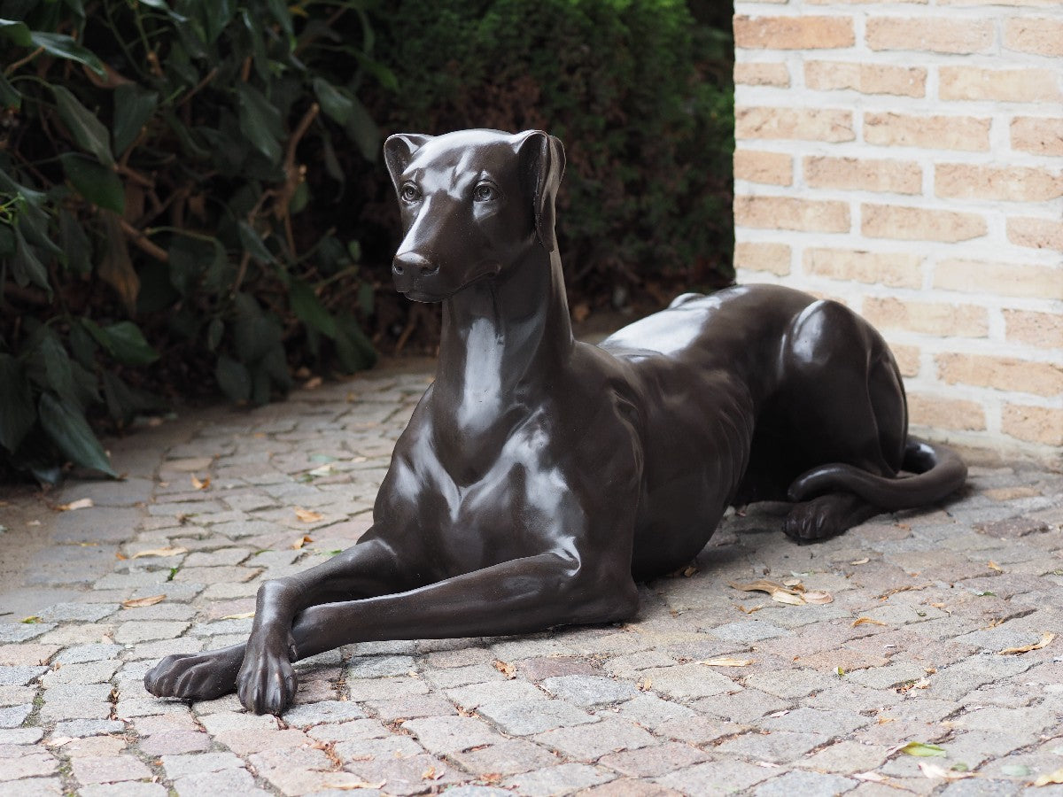 Dog Lying Down Right