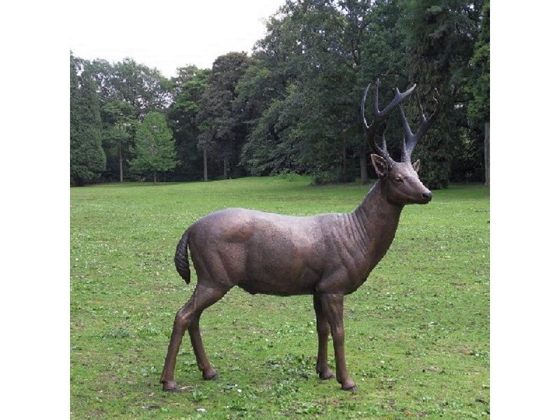 Male Standing Deer