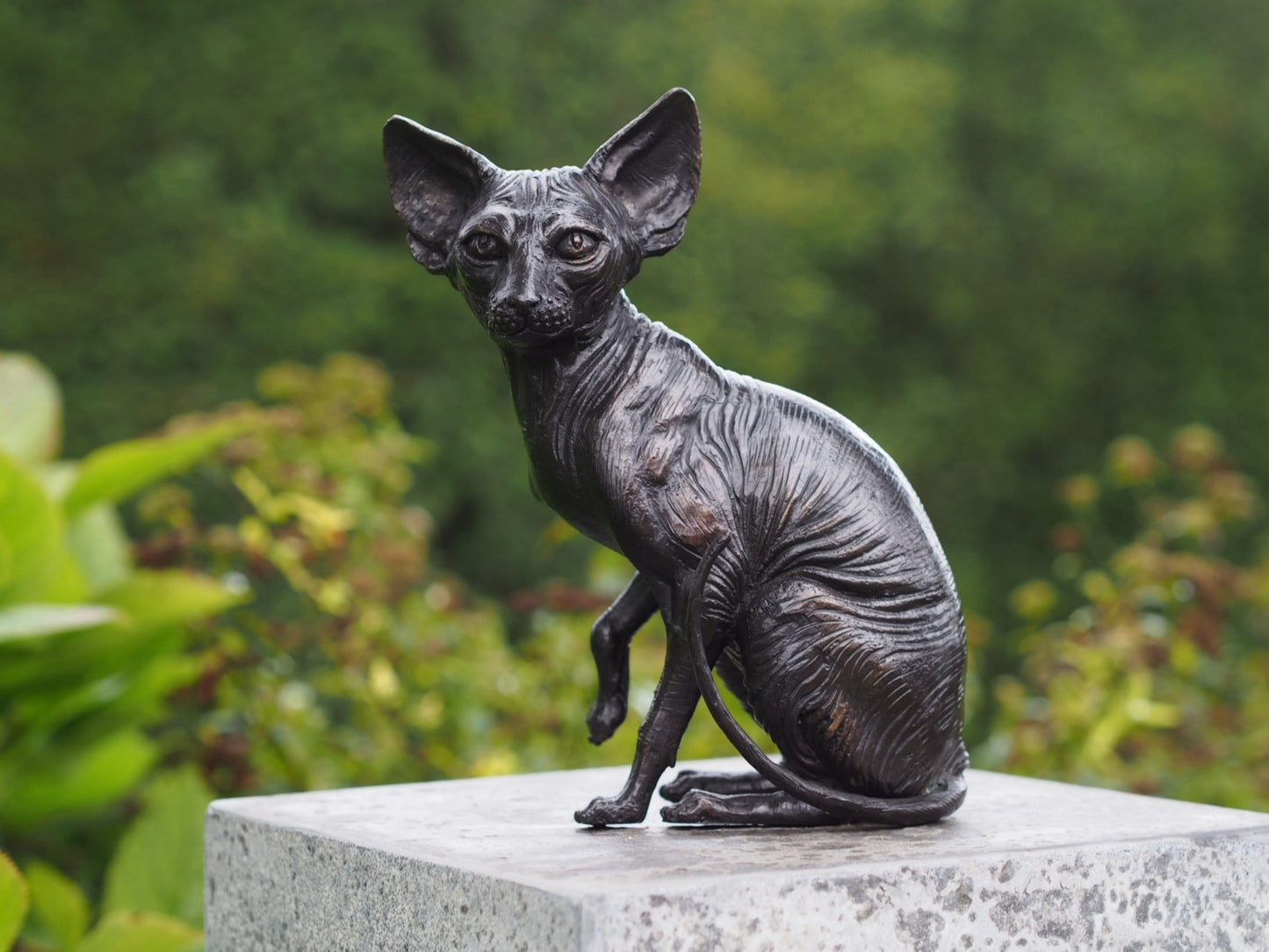 Sitting Sphynx Cat