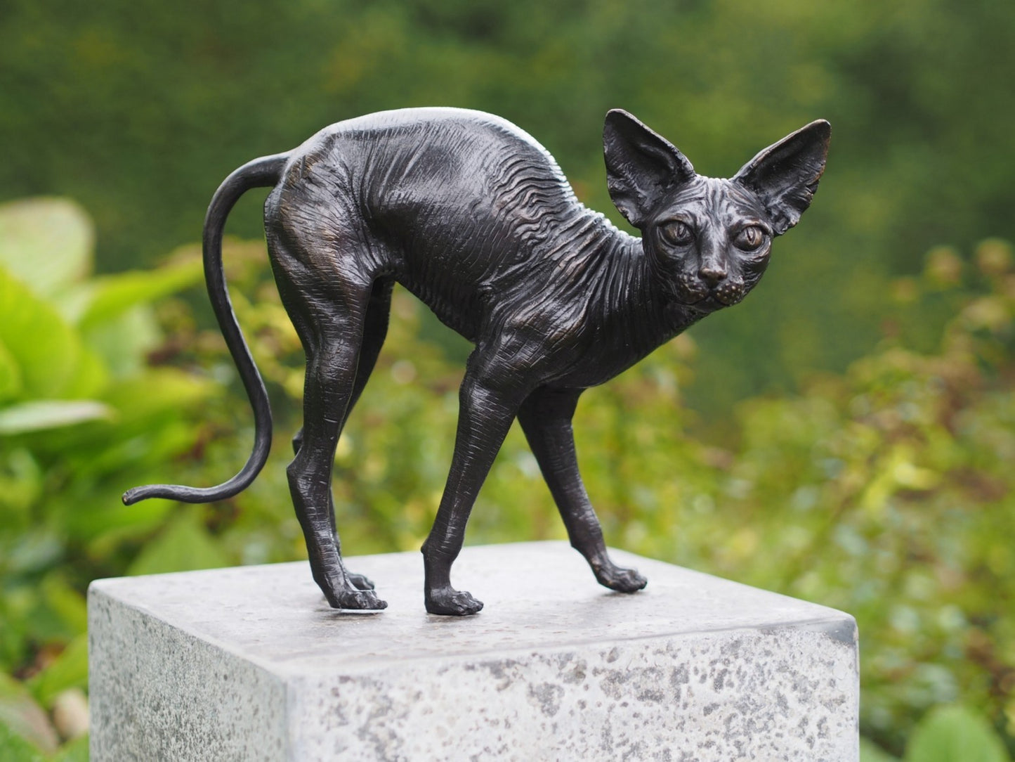 Standing Sphynx Cat
