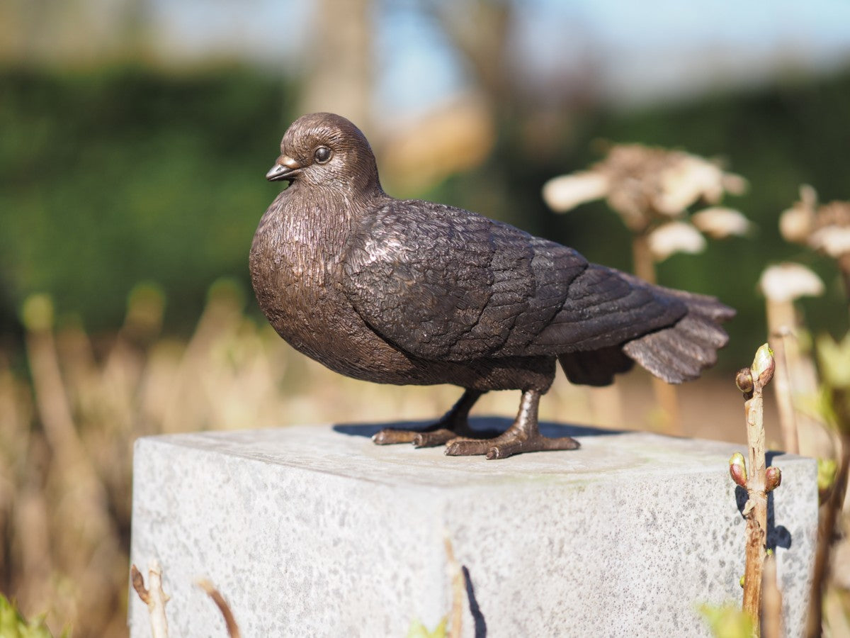 Dove