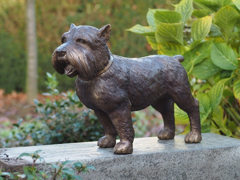 Yorkshire Dog