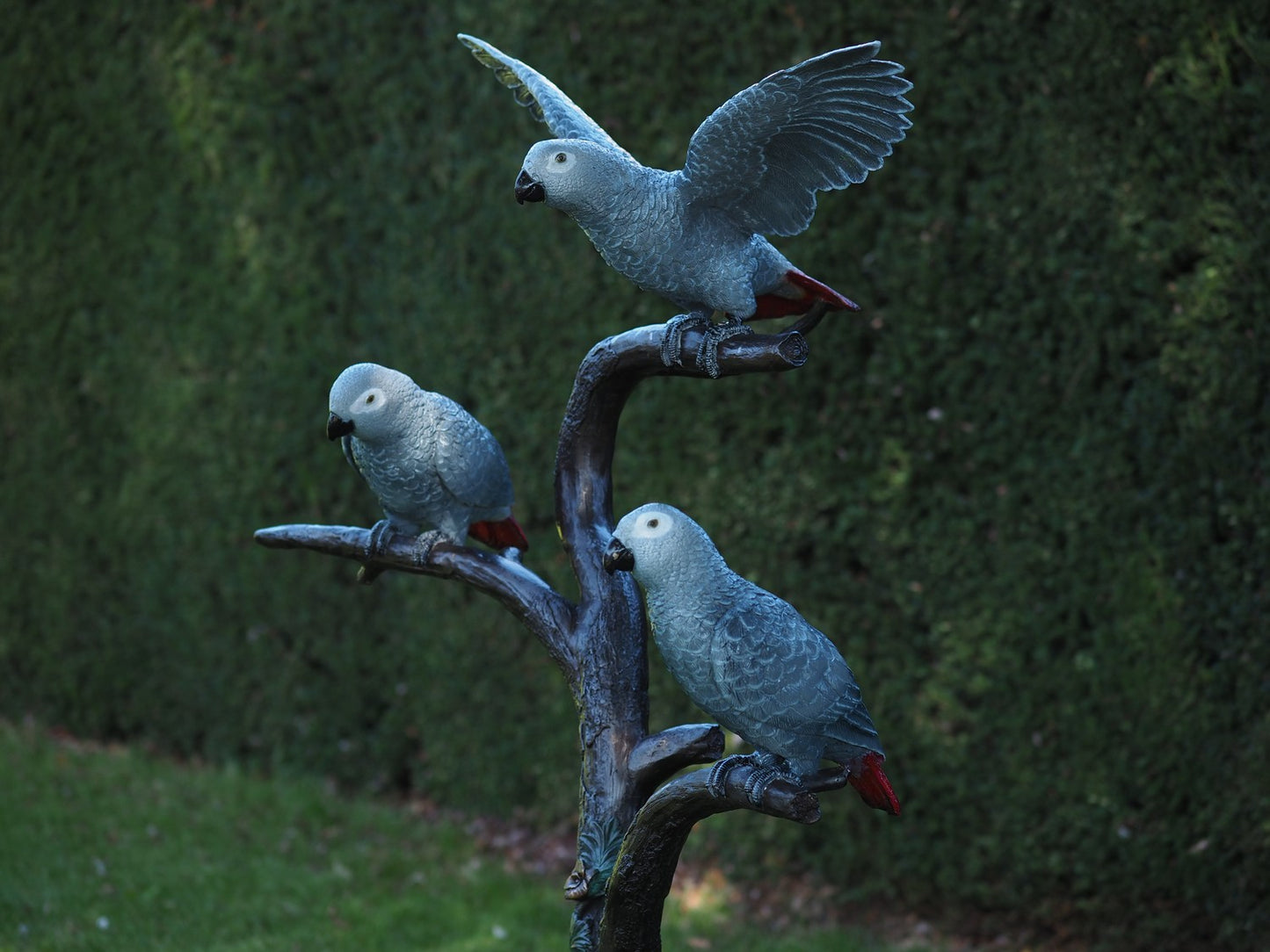 3 Grey Parrots