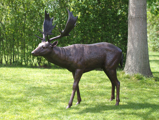 Fallow Deer