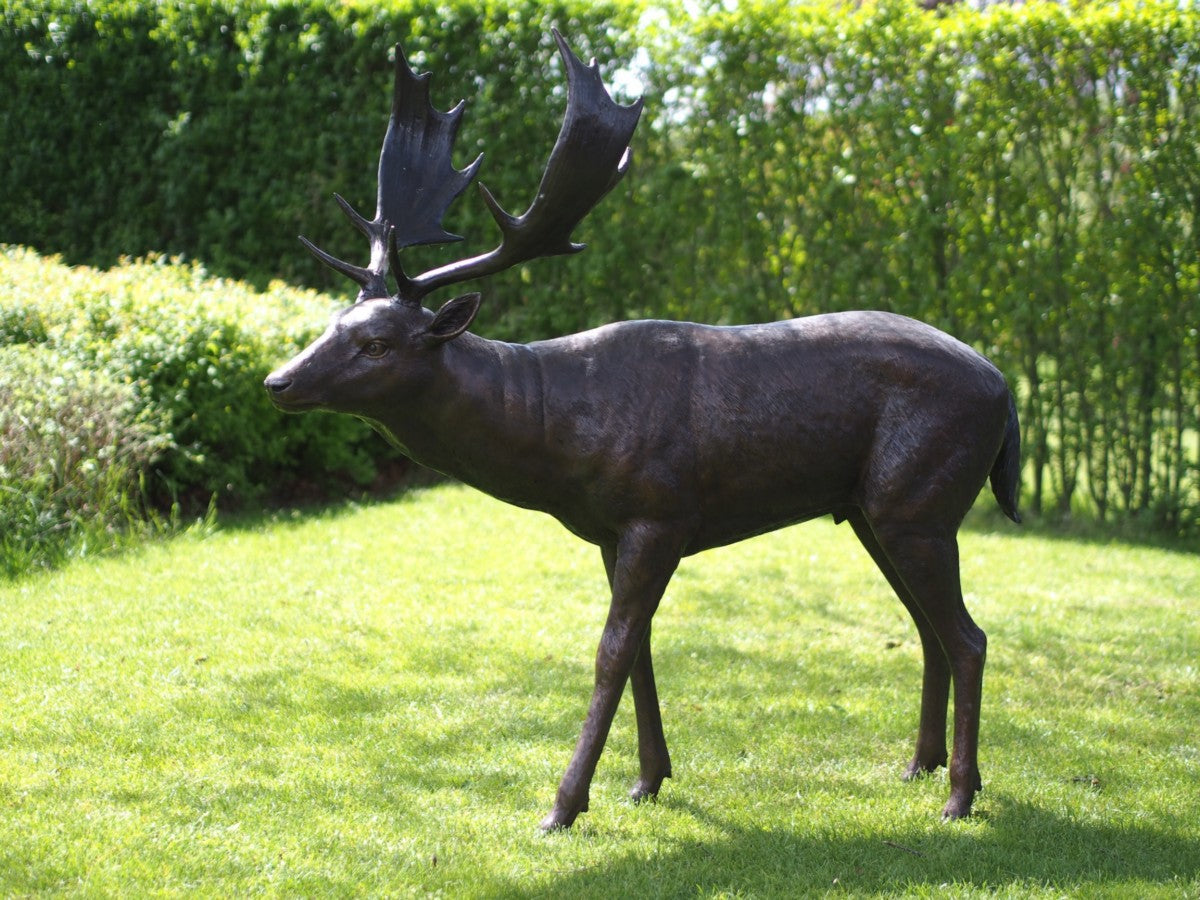 Fallow Deer