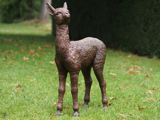 Baby Alpaca