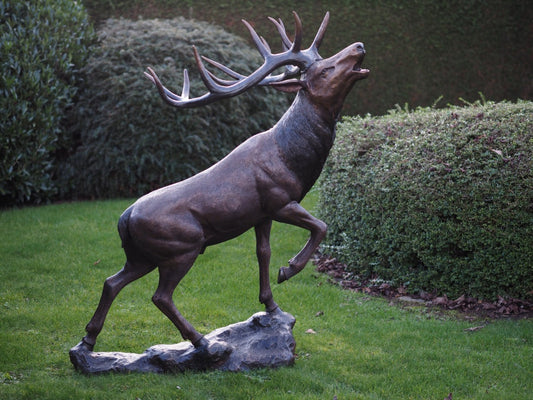 Deer