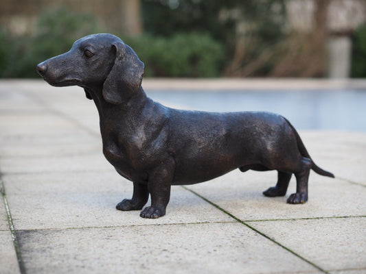 Dachshund