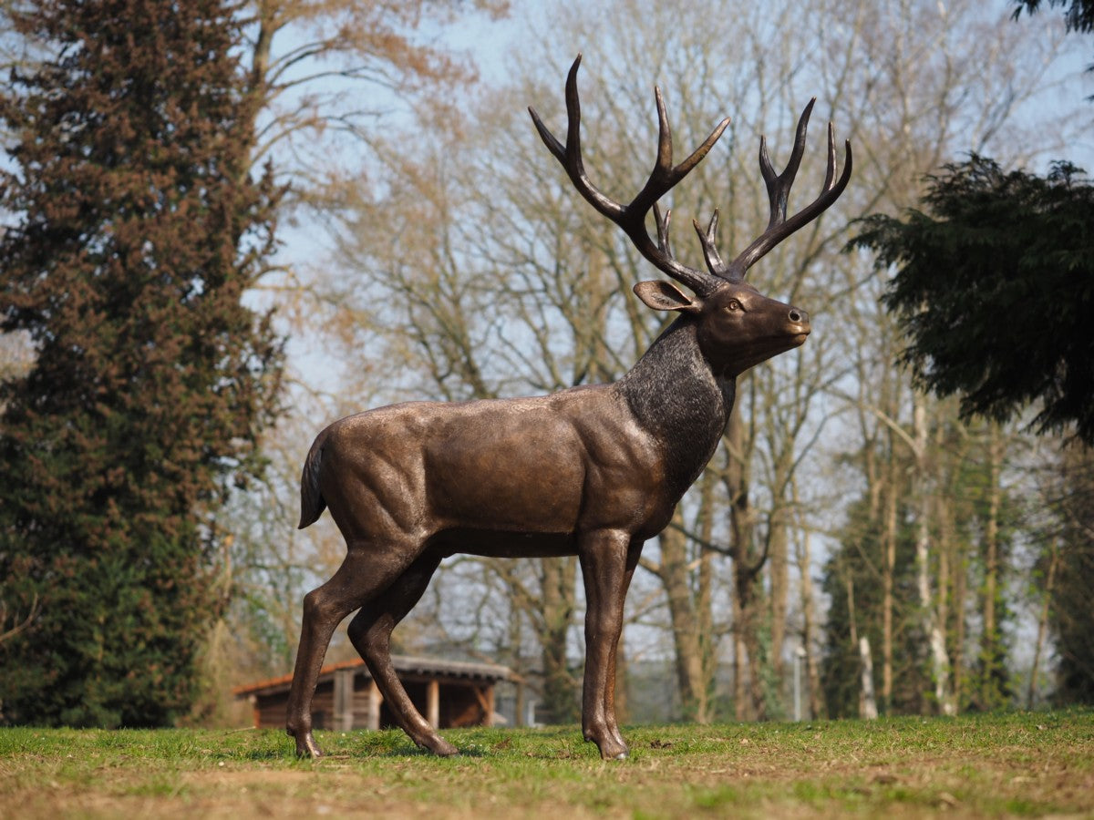Standing deer