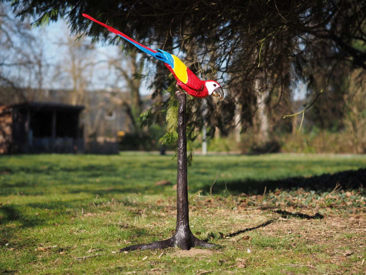 Parrot on a tree (head down)