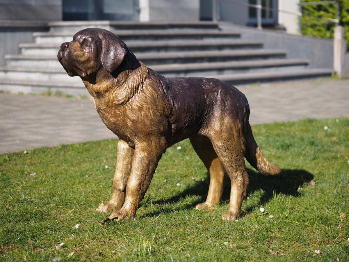 Saint Bernard dog