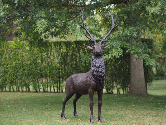 Male Deer