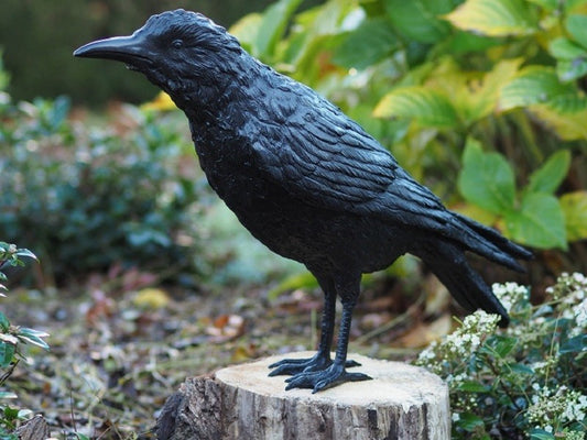 Raven Male