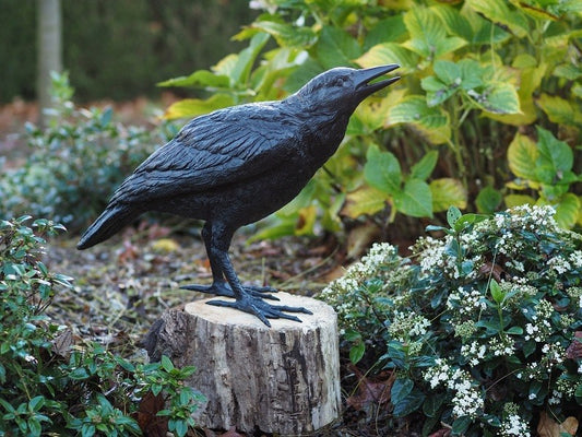 Raven Female