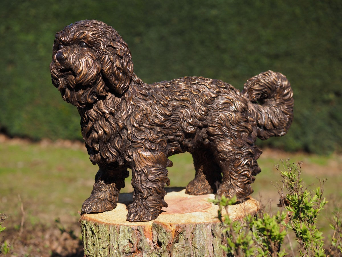 Labradoodle puppy