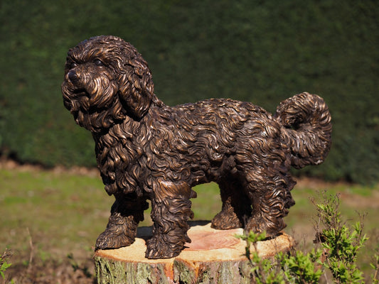 Labradoodle puppy