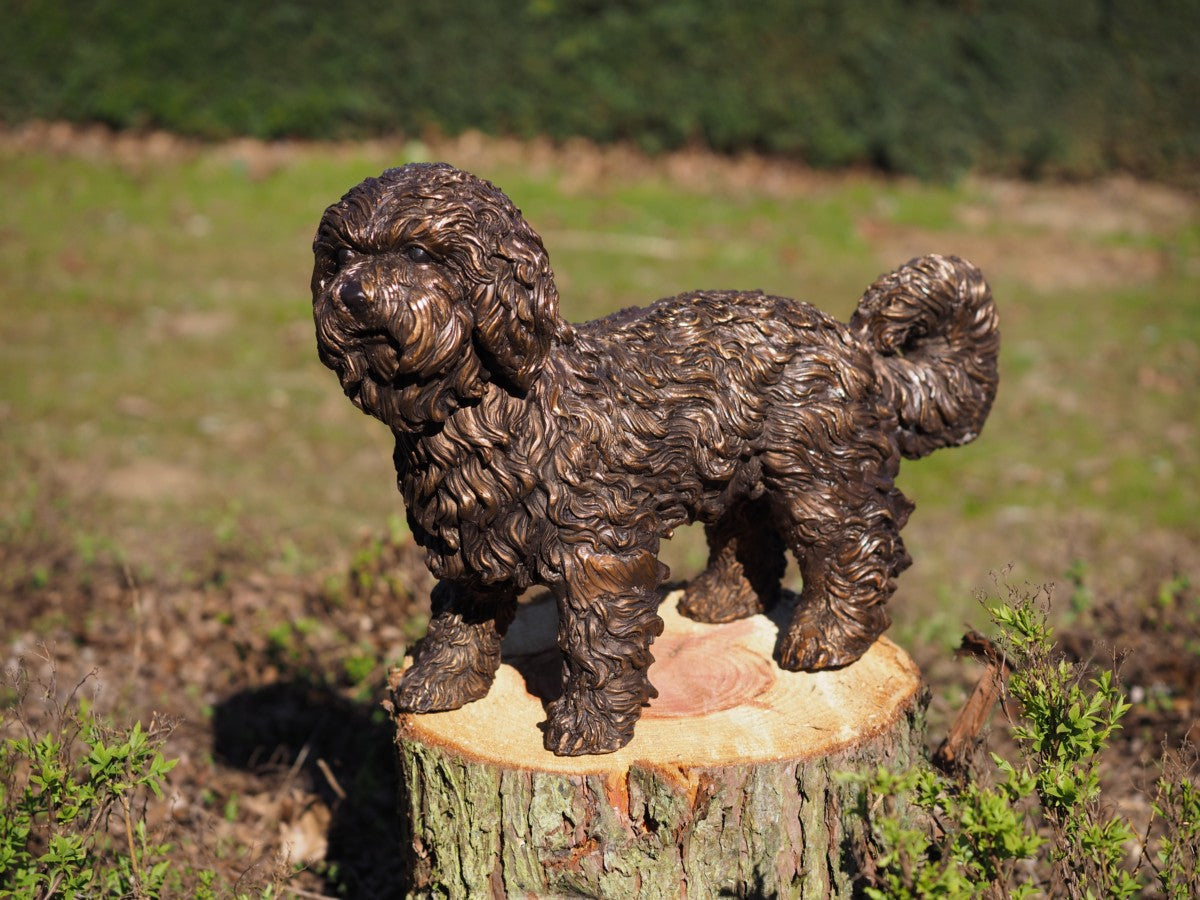 Labradoodle puppy