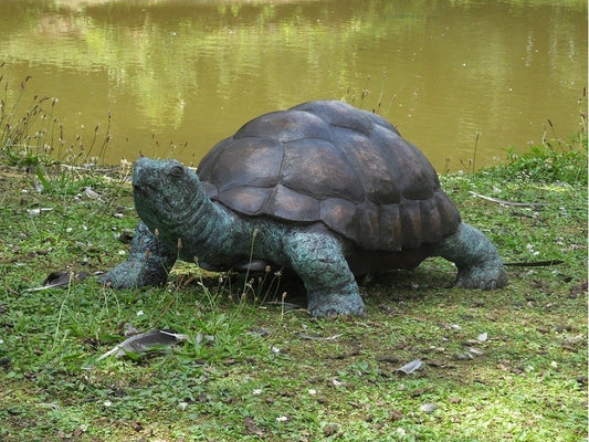 Galapagos Tortoise
