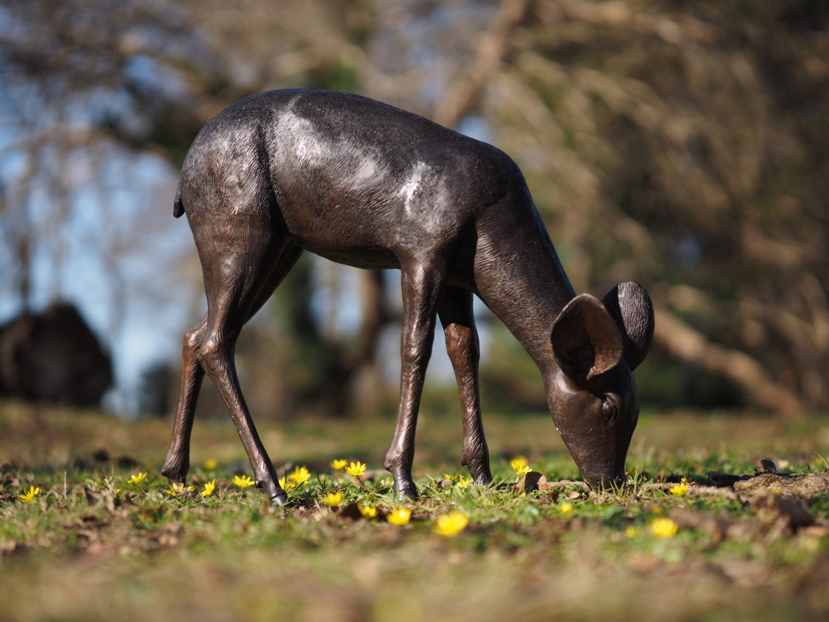 Grazing fawn