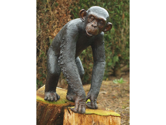Chimpanzee