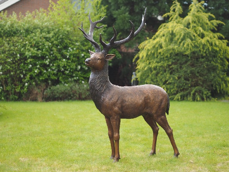 Deer