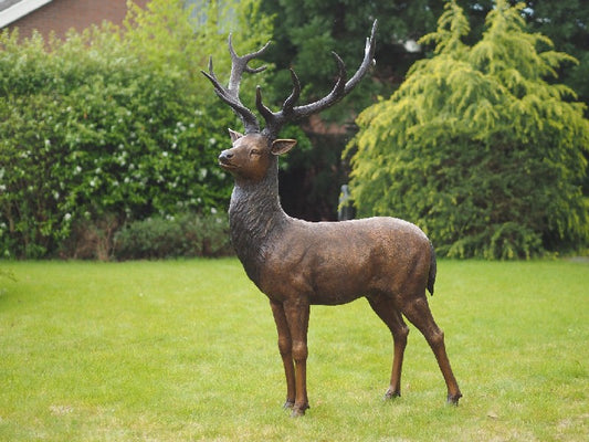 Deer
