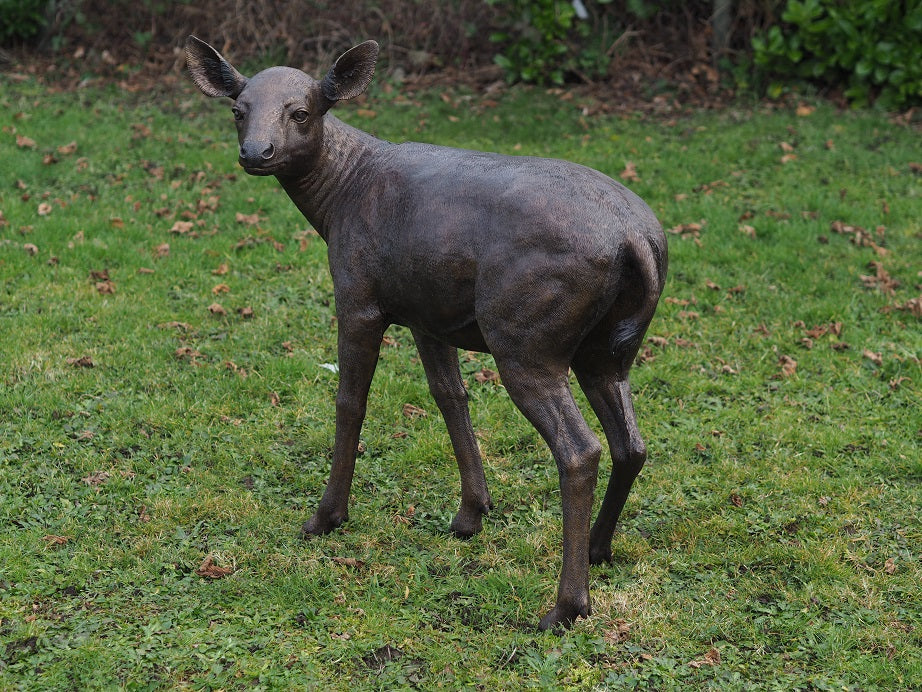 Female Deer