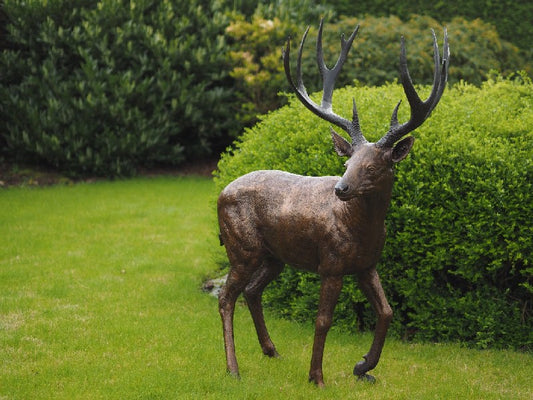 Male Deer