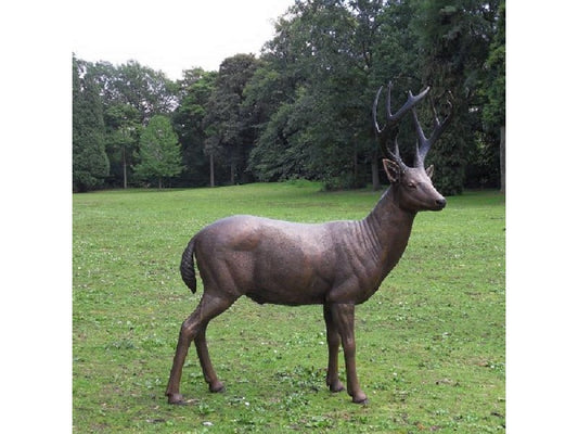 Male Standing Deer