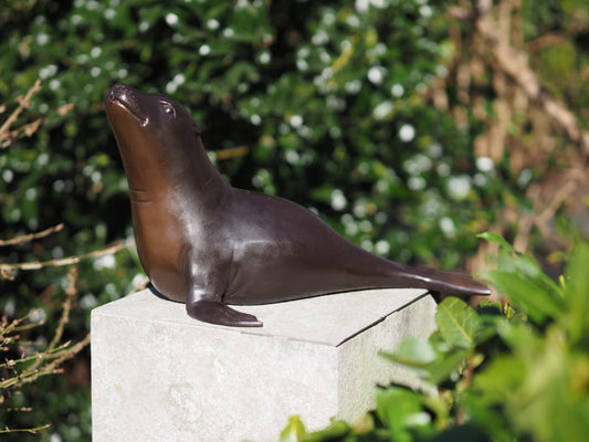 Sea lion