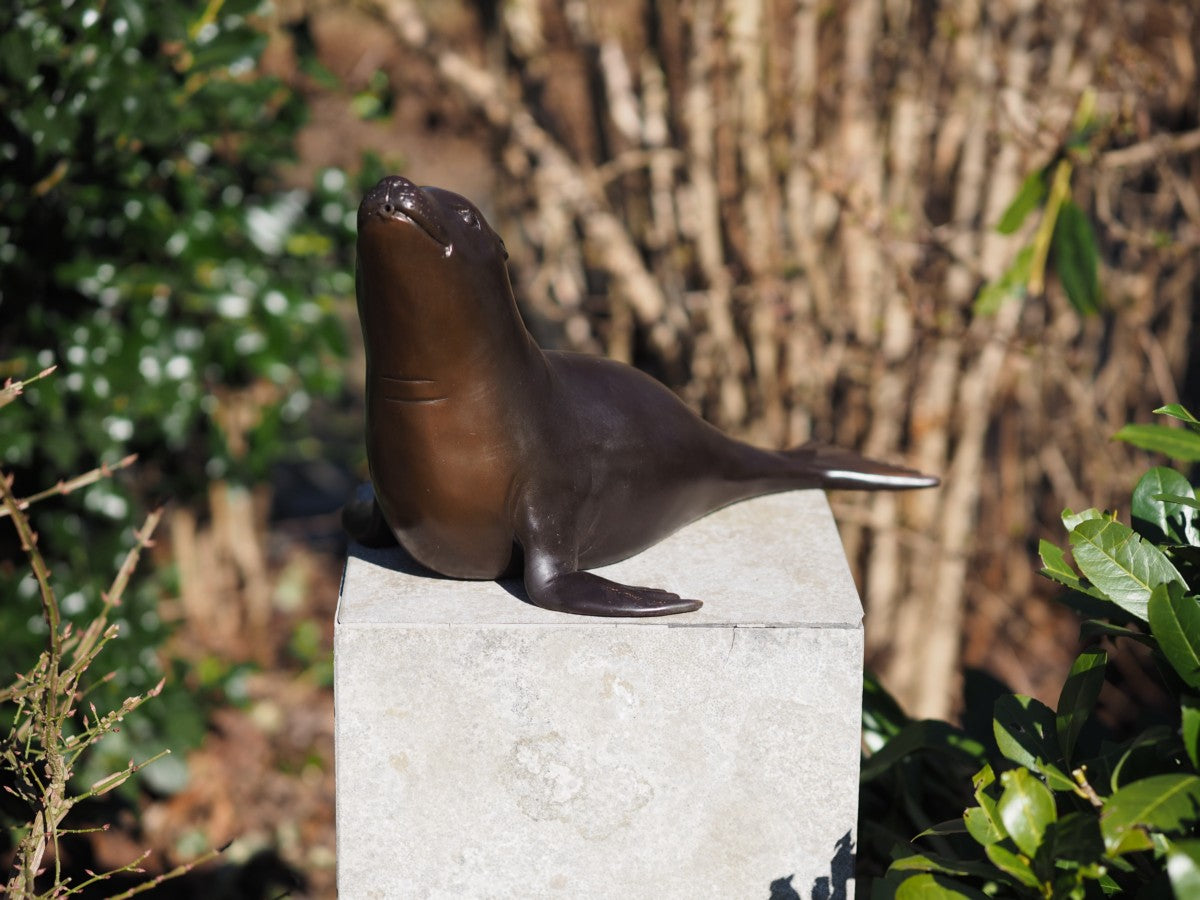 Sea lion