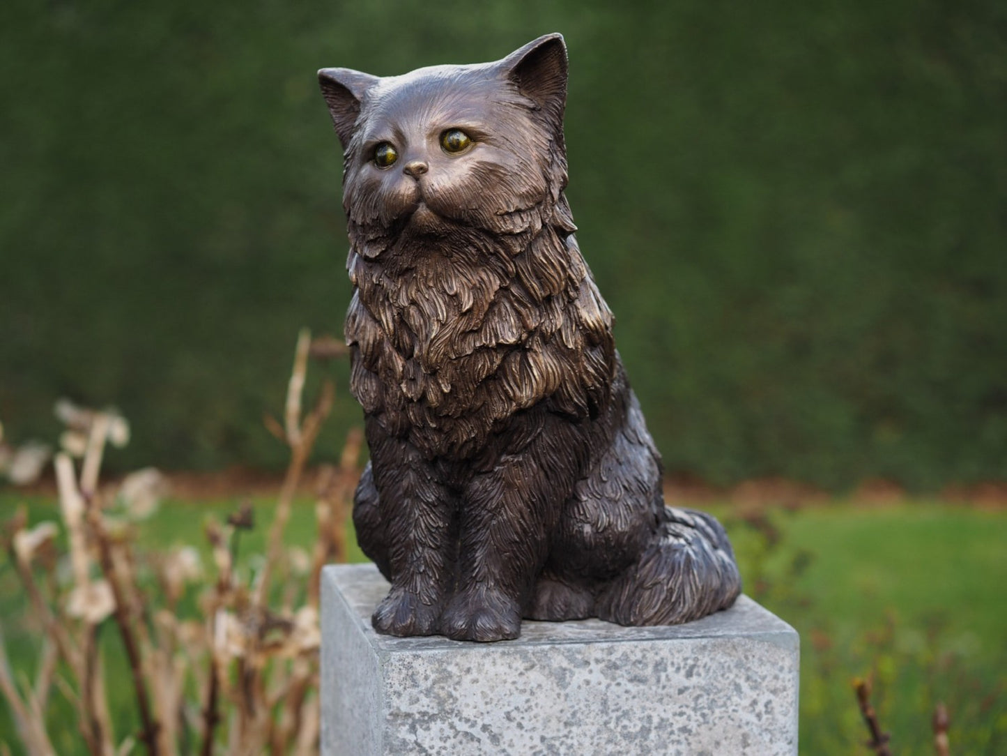 Persian Cat