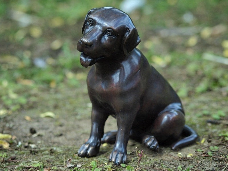 Little Labrador