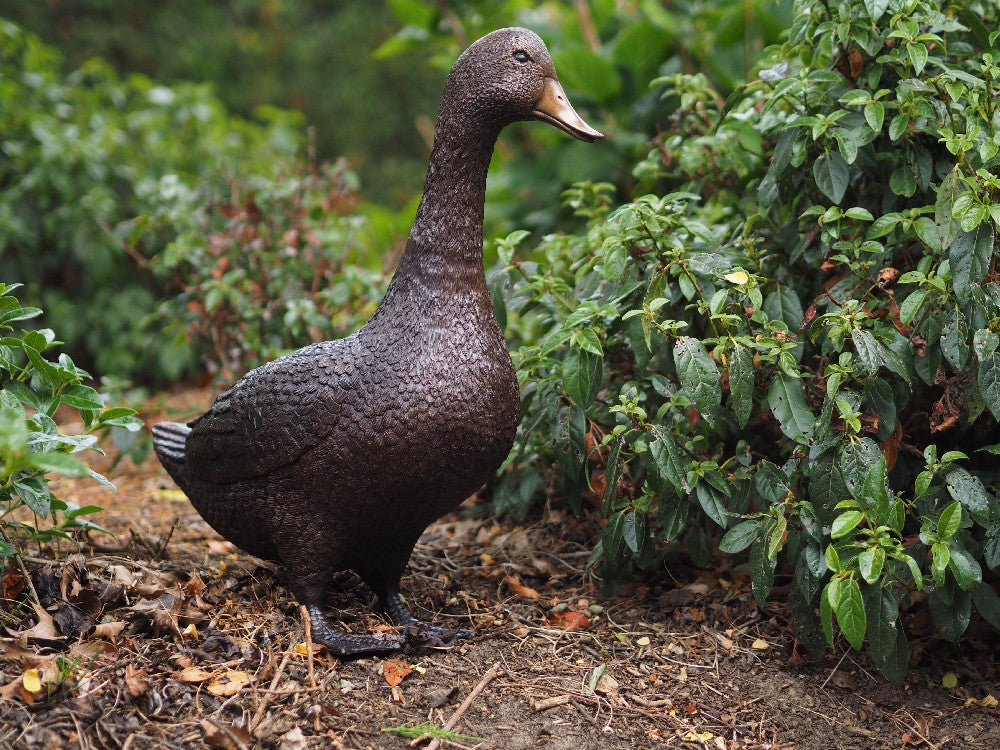 Standing Duck