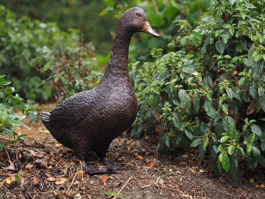 Standing Duck