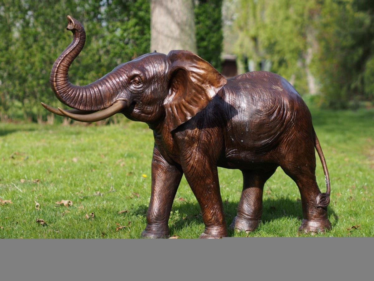 Baby Elephant